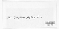 Graphiothecium phyllogenum image